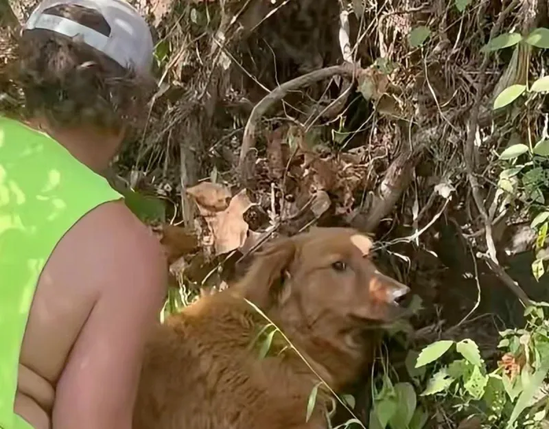 VIDEO: Missouri Firefighters Rescue Dog From Cliff