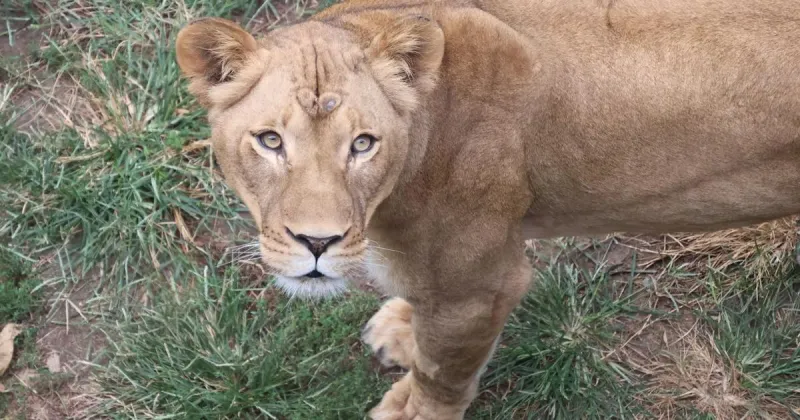 New lion comes to St. Louis Zoo, with another coming soon