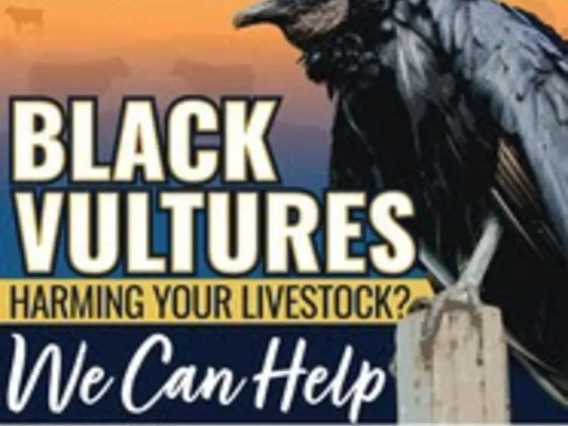 Protecting livestock from nuisance black vultures