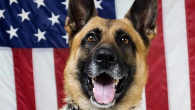 Retired K9 with Crawford County Sheriff's Office dies after lymphoma diagnosis