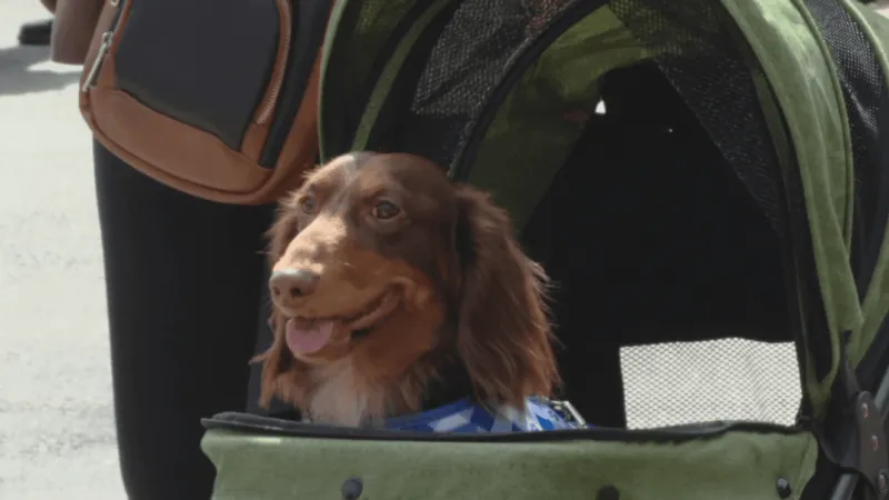 Jefferson City Oktoberfest goes to the dogs, with dachshund derby steals the show