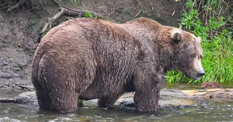 Schmidt: 'Fat bears' prepare for winter. Voters should prepare for Nov. 3