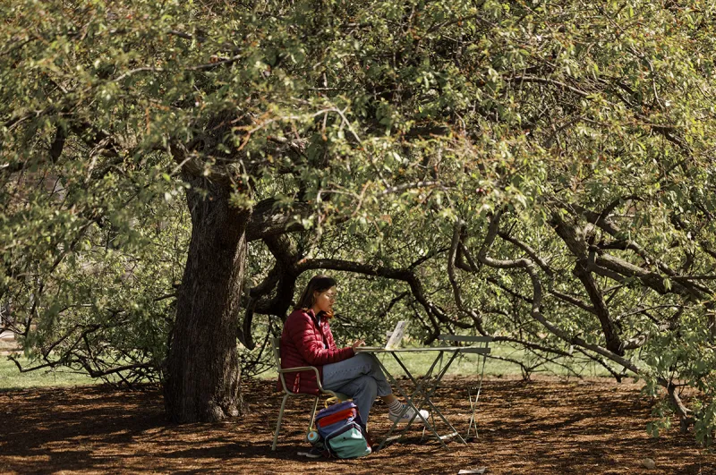 Wild crabapples have genetic potential to improve domestic varieties
