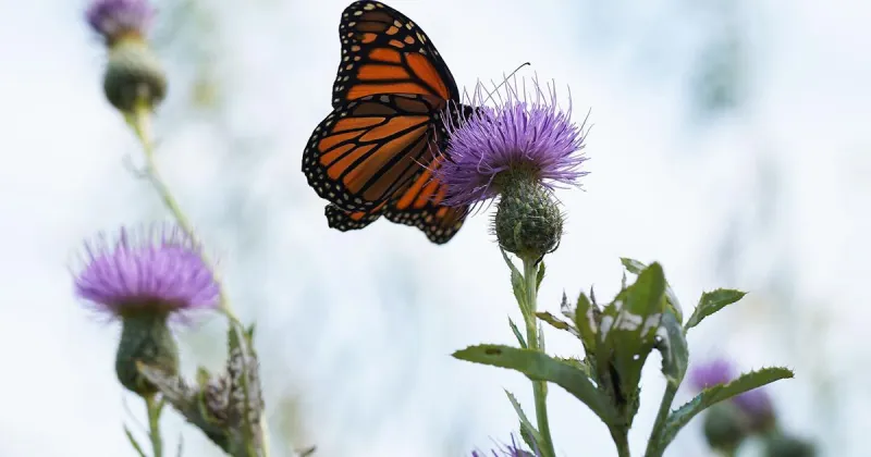 Monarch butterflies move on from mid-Missouri in annual migration