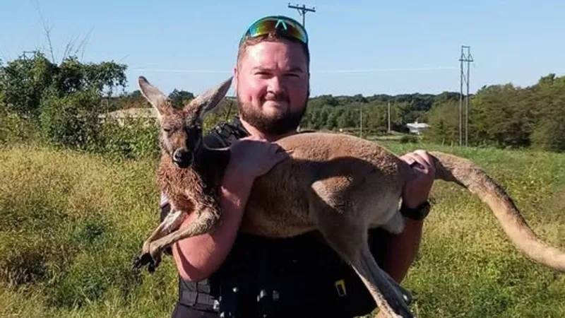 Marshall police help return kagaroo on the loose