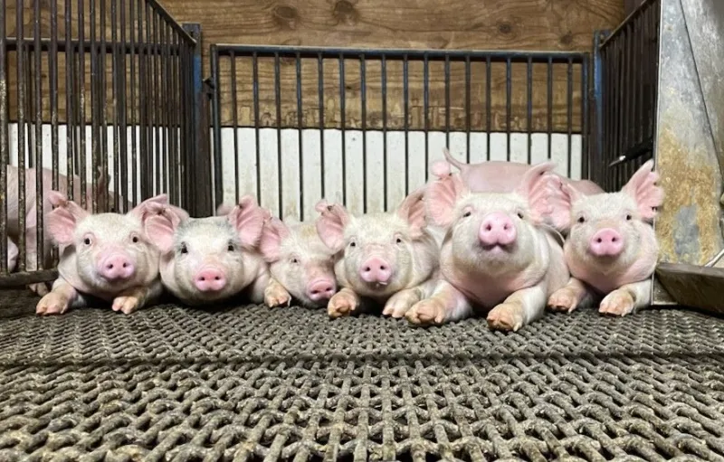 October proclaimed as Pork Month in Missouri Missouri is a top 10 state for pork production