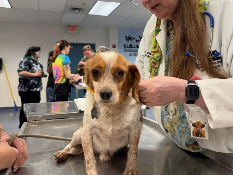 Joplin Council moves forward on Humane Society contract amid facility space crunch