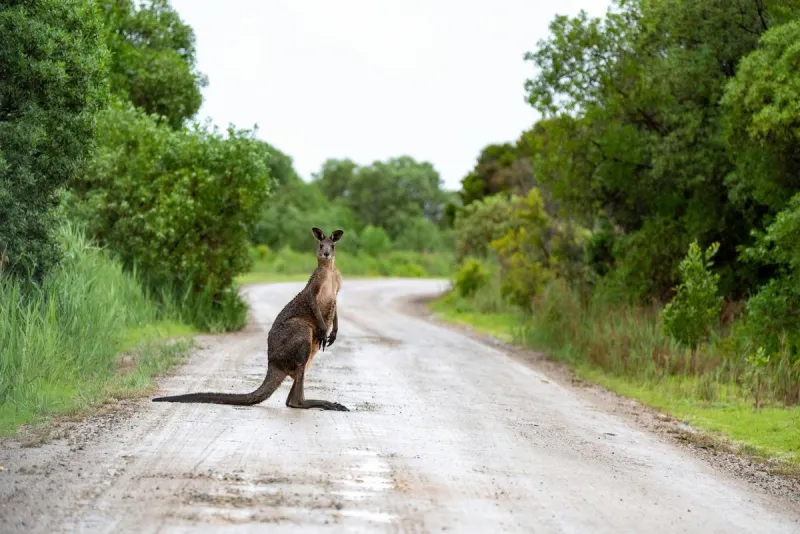 Kangaroo on the Run Captured by Missouri Police