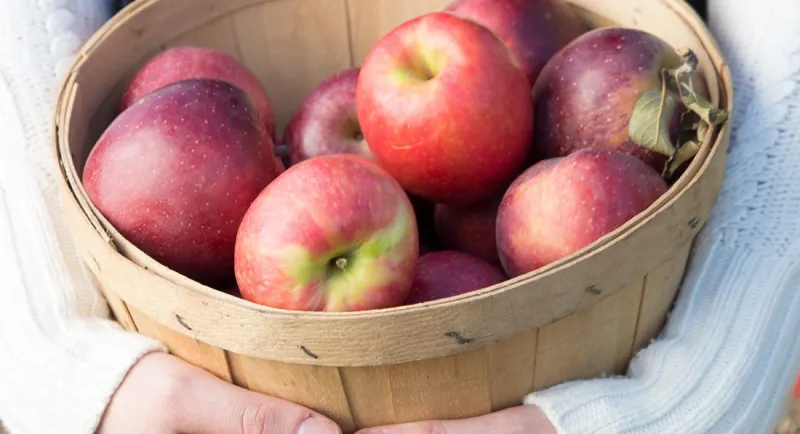 Lifestyle Where to Find Fresh, Local Apples Around Springfield