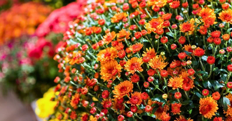 Beloved Belleville gardening business to close after 21 years