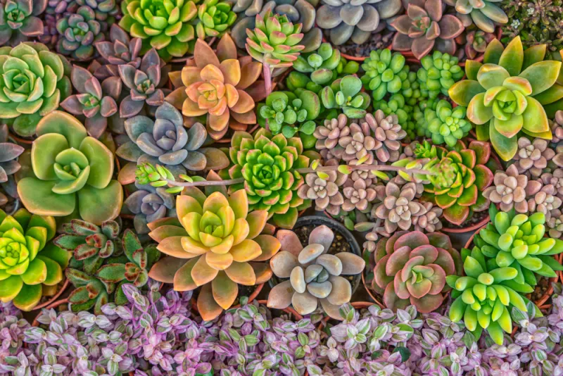Plant Succulents This Saturday
