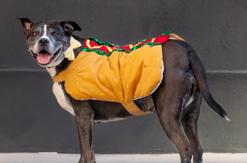 Mascota Fest 2026 this Sunday at Best Friends Pets in Bentonville