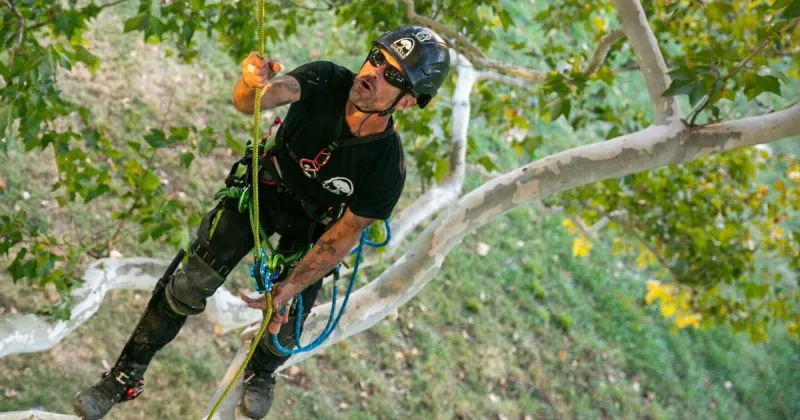 High Ridge man has home-tree advantage for international climbing contest in St. Louis