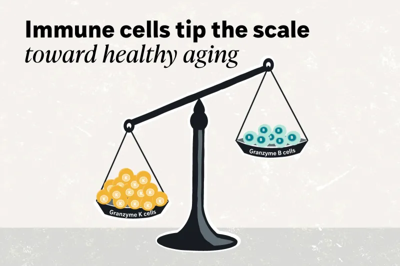 Immune cell map uncovers how individual aging trajectories diverge