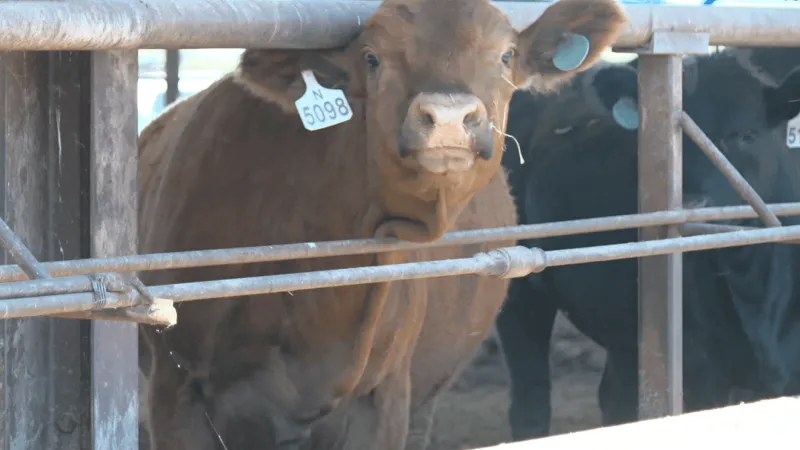 Mizzou celebrates advancement, investment in agriculture with four ribbon cuttings
