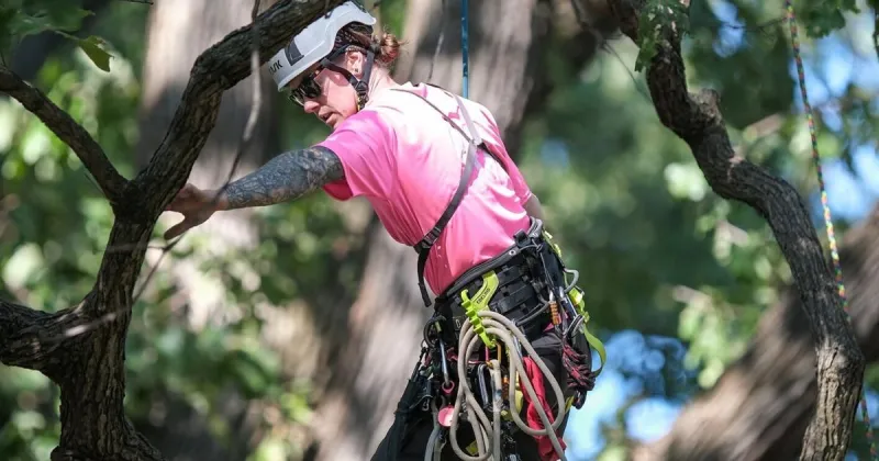 A half-century in, global tree climbing competition returns to its St. Louis roots
