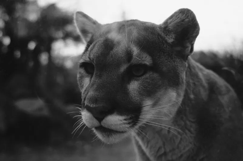 Missouri's Oldest Mountain Lion Sighting Was Controversial