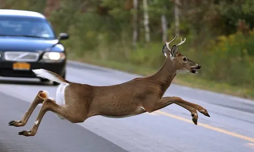 Daviess County crash injures Polo woman after swerving for a deer