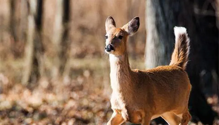 Missouri hunters harvest 6,524 deer in early antlerless hunts