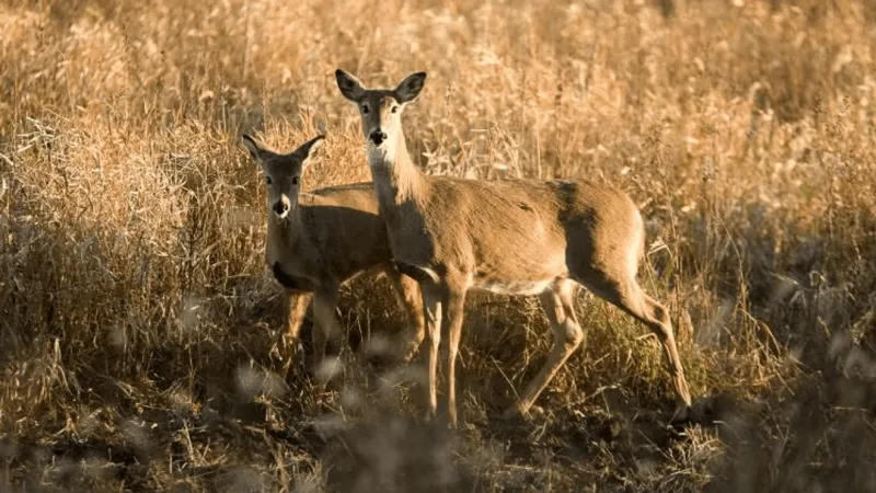 Hot weather blamed as Missouri early antlerless deer harvest drops