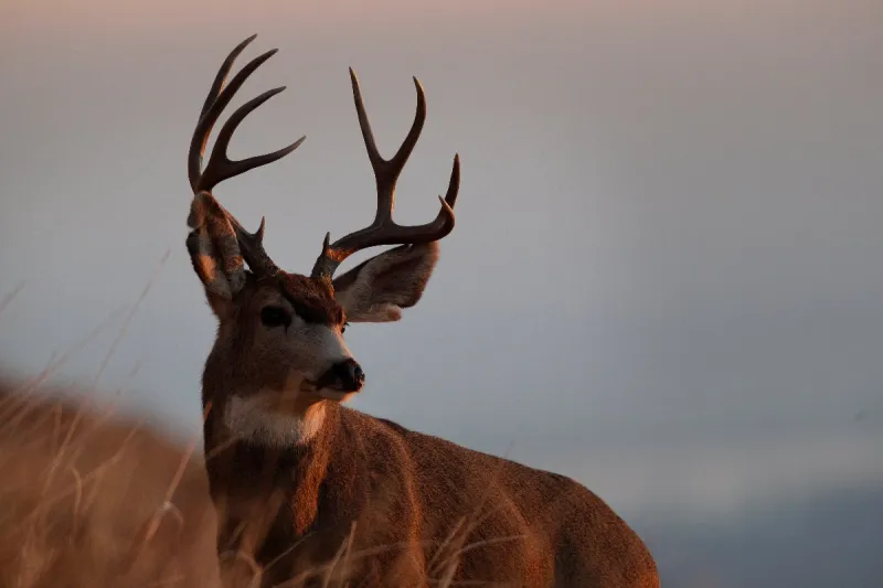 Motorists encouraged to be on the lookout for deer