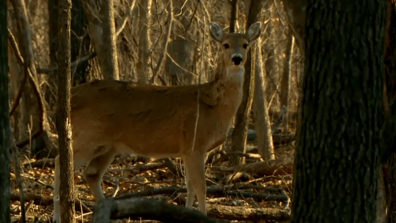 Missouri State Highway Patrol warns drivers to watch for deer as fall activity peaks