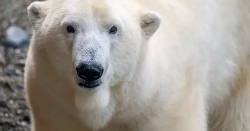 New polar bear coming to St. Louis Zoo later this fall
