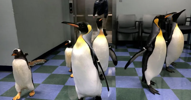 An exclusive look: Behind the scenes at the St. Louis Zoo