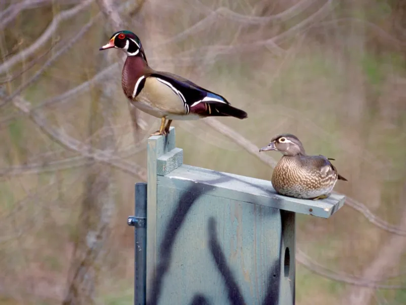 MDC encourages awareness of "bird flu" as fall migration begins