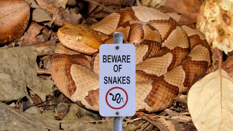 Why Fall Is a Dangerous Time for Copperheads in Missouri