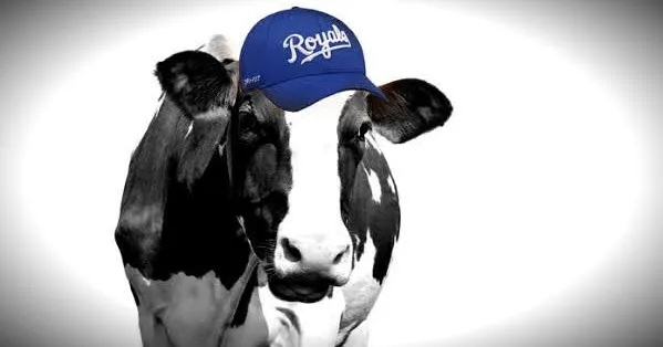 Cows Stampede Thru Downtown Kansas City After Truck Crashes