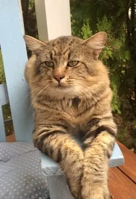 Losing a pet can be devastating - Help is available for grieving owners