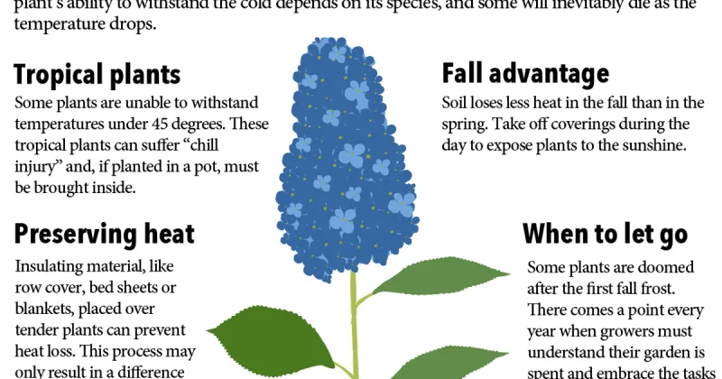 How to protect your plants from frost