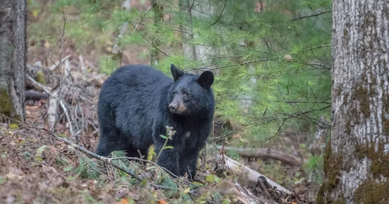 As black bears reclaim historic habitats, sightings are becoming more frequent in mid-Missouri