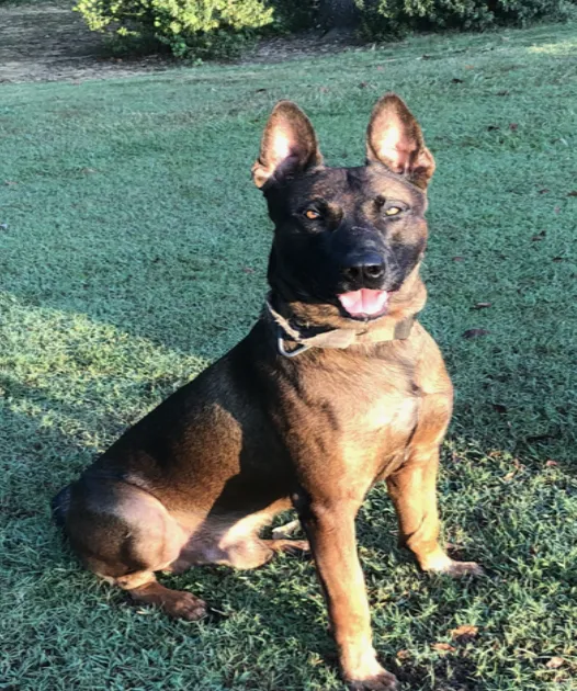 K-9 Suffers Medical Emergency During Manhunt