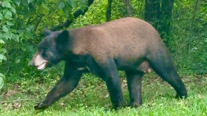 Hinds County seeing 'uptick' in bear sightings, sheriff says