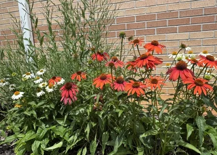 Gardens thrive with no-fuss Cheyenne Spirit coneflowers