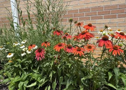 Gardens thrive with no-fuss Cheyenne Spirit coneflowers