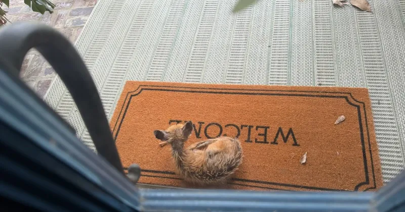 Not Quite Gone to the Dogs
