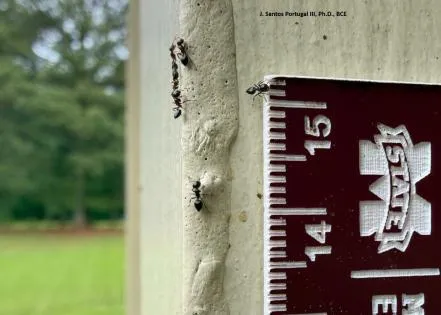 Search for needs brings unwanted ants indoors