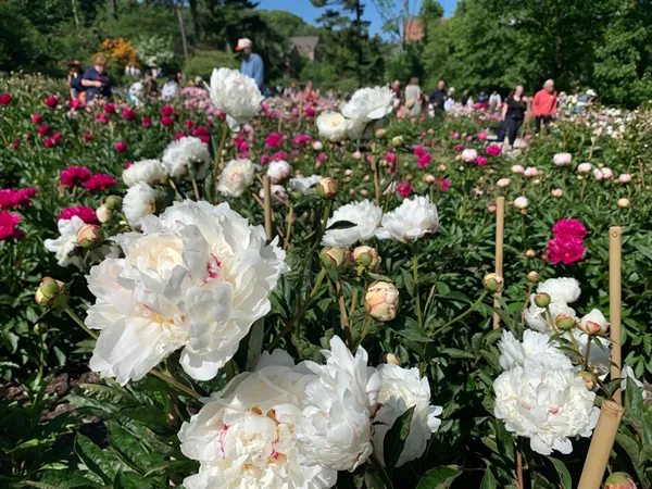Tens of thousands are making annual peony pilgrimage to University of Michigan's garden