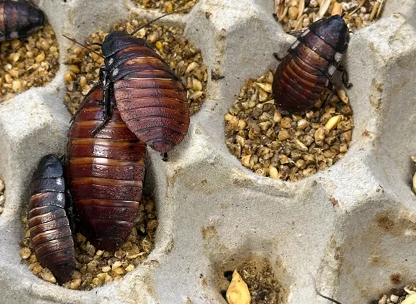 Australian cockroach kingpin caught with 100,000 illegal insects in record bug bust