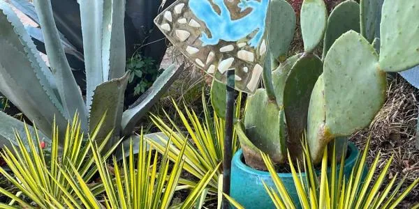 Succulents are amazing and easy