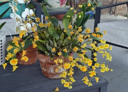 Orchids bring beauty and personality inside