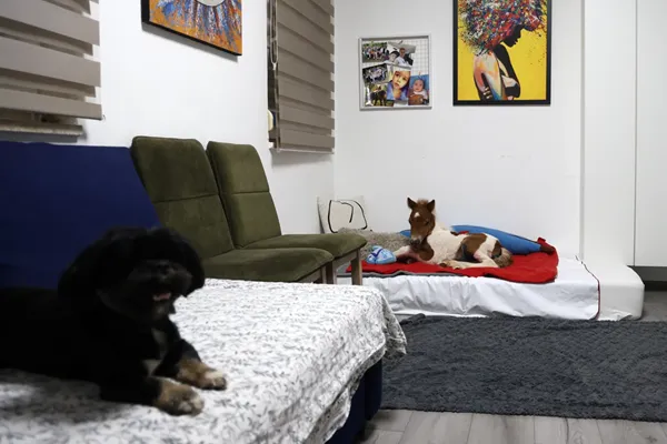 A month-old pony moves to a 4th-floor apartment in Croatia. Neighbors don't mind