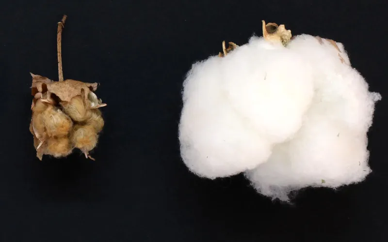 MSU scientists help verify origin of cotton's domestication