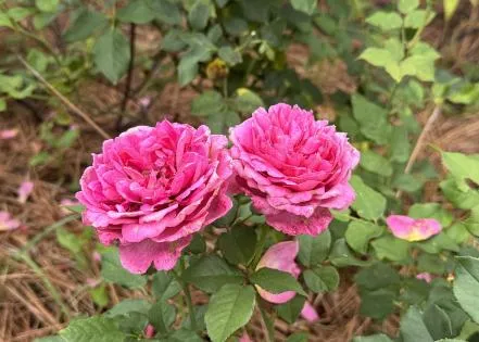 David Austin roses shine in landscapes
