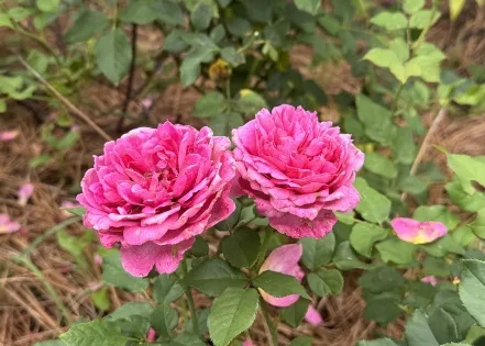 David Austin roses shine in landscapes
