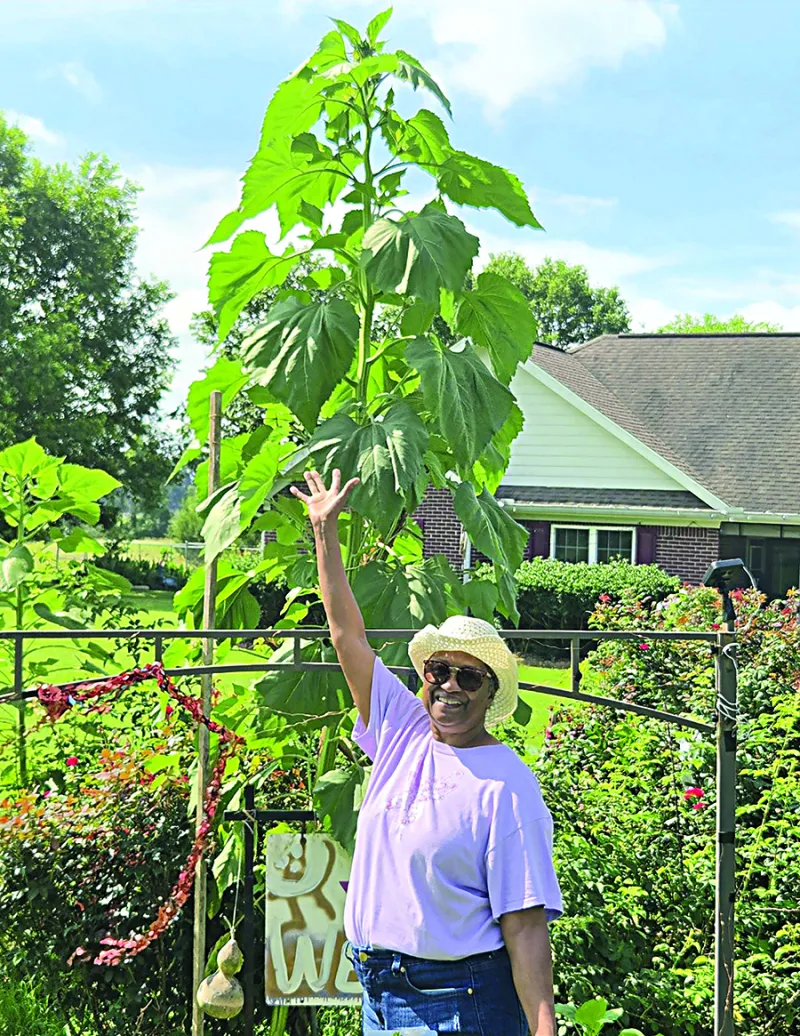 Giant Sunflowers