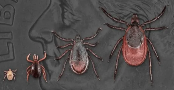 Alpha-gal, tick illness risks rise in Mississippi